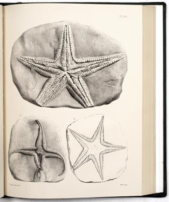 Lot 658 - The Palaeontographical Society instituted 1847. One vol. containing multiple monographs pub. London