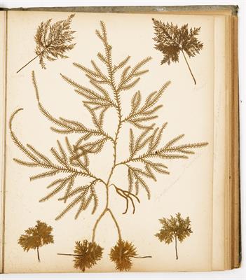 Lot 789 - A VICTORIAN ALBUM containing a collection of pressed botanical specimens in gilt tooled green cloth