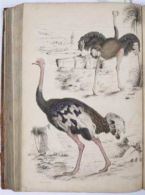 Lot 304 - CUVIER