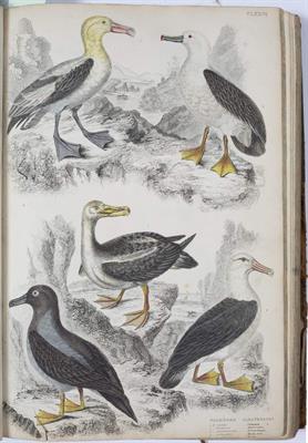 Lot 304 - CUVIER