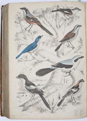 Lot 304 - CUVIER