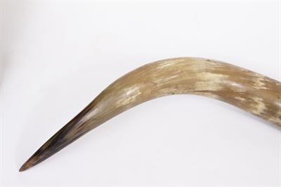 Lot 59 - A PAIR OF OLD BUFFALO HORNS