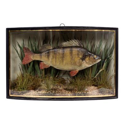 Lot 300 - AN OLD PRESERVED TAXIDERMY PERCH