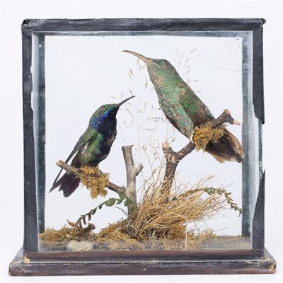 Lot 301 - A 19TH CENTURY TAXIDERMY PAIR OF HUMMING BIRDS