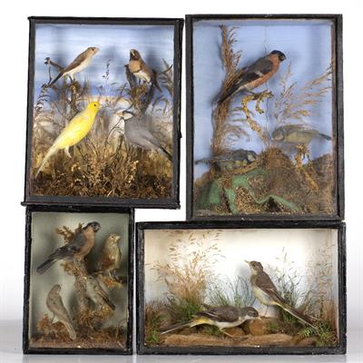 Lot 302 - FOUR LATE 19TH / EARLY 20TH CENTURY CASES OF TAXIDERMIC BIRDS