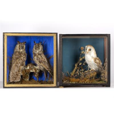 Lot 303 - AN ANTIQUE GLAZED CASE OF TAXIDERMIC LONG EARED OWLS