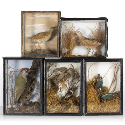 Lot 305 - FIVE ANTIQUE CASES OF TAXIDERMIC BIRDS