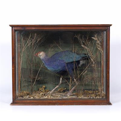 Lot 307 - AN ANTIQUE TAXIDERMIC PUKEKO