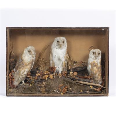 Lot 308 - A VICTORIAN CASED TRIO OF BARN OWLS