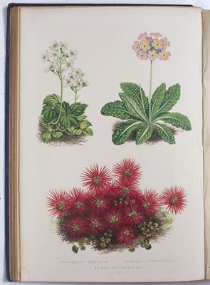 Lot 524 - WOOSTER