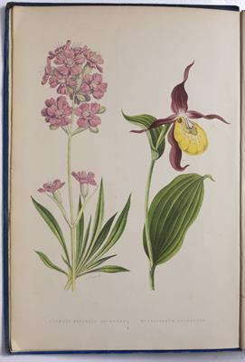 Lot 524 - WOOSTER