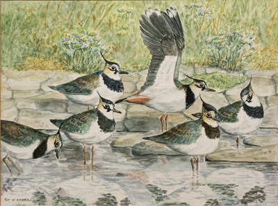 Lot 209 - Roy M. Nicholls 'Lapwings resting - Waren Burn,...