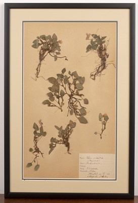 Lot 158 - Set of four framed Herbariums early 20th...