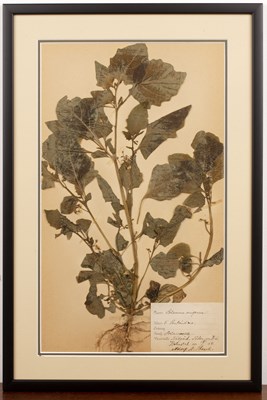 Lot 158 - Set of four framed Herbariums early 20th...