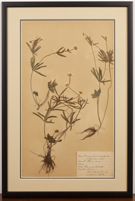 Lot 158 - Set of four framed Herbariums early 20th...