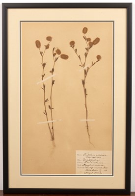 Lot 158 - Set of four framed Herbariums early 20th...