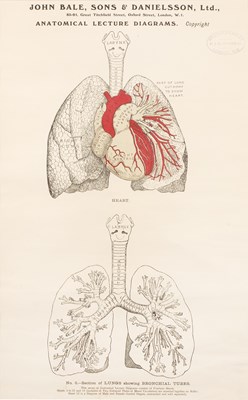 Lot 159 - Two John Bale, Sons & Danielsson anatomical...