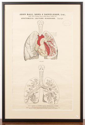 Lot 159 - Two John Bale, Sons & Danielsson anatomical...