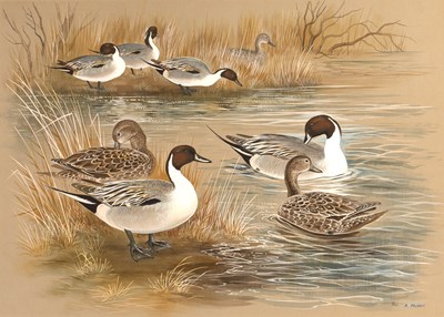 Lot 124 - Paul Alexander Nicholas (b.1943) 'Pintail...