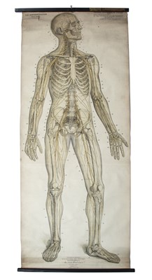 Lot 120 - An Anatomical chart, The Nervous System, Homo...