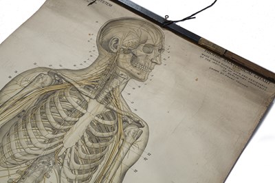 Lot 120 - An Anatomical chart, The Nervous System, Homo...