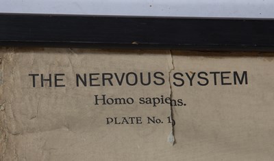 Lot 120 - An Anatomical chart, The Nervous System, Homo...