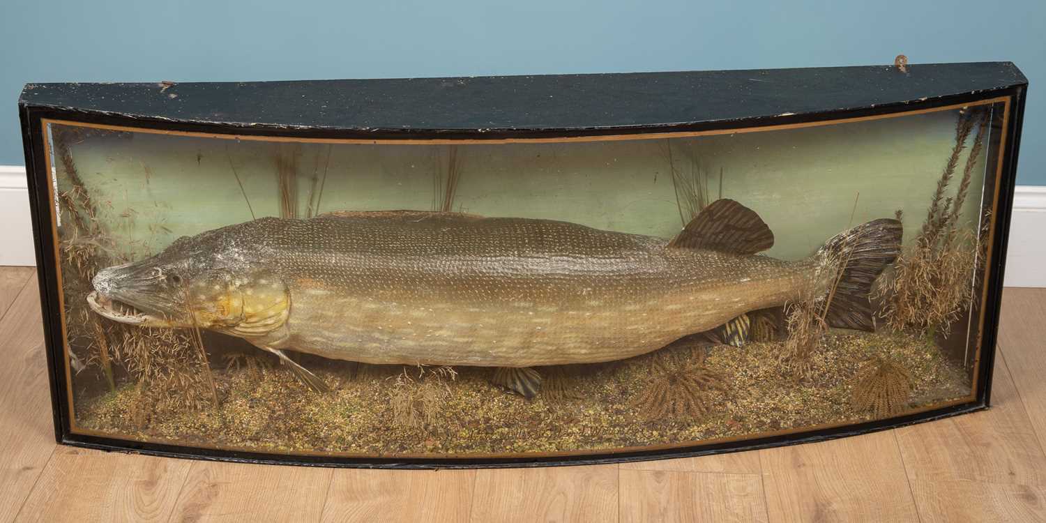 Lot 179 - A mounted taxidermy pike by Peter Stone,...