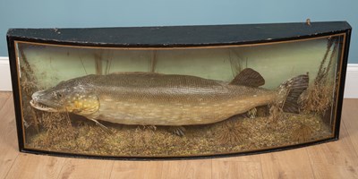 Lot 179 - A mounted taxidermy pike by Peter Stone,...