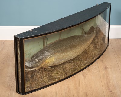 Lot 179 - A mounted taxidermy pike by Peter Stone,...