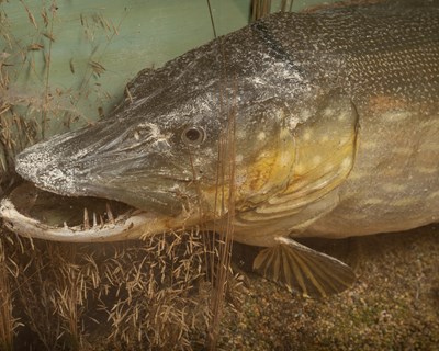 Lot 179 - A mounted taxidermy pike by Peter Stone,...