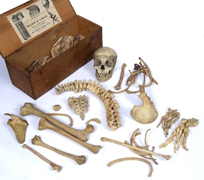 Lot 122 - A Millikin and Lawley human skeleton in a pine...