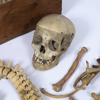 Lot 122 - A Millikin and Lawley human skeleton in a pine...