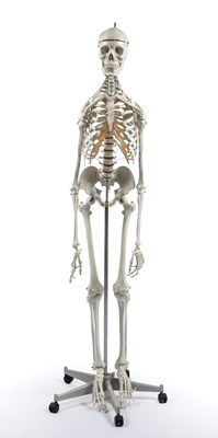 Lot 123 - A life size Anatomical model of a human...