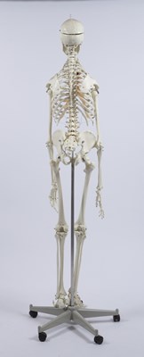 Lot 123 - A life size Anatomical model of a human...