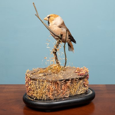 Lot 39 - A Victorian taxidermic display of a Hawfinch