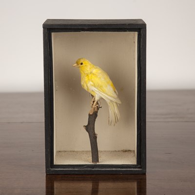 Lot 184 - A preserved taxidermy yellow canary resting on...