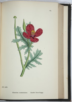 Lot 639 - Sowerby, (J & J.E.) 'English Botany or...