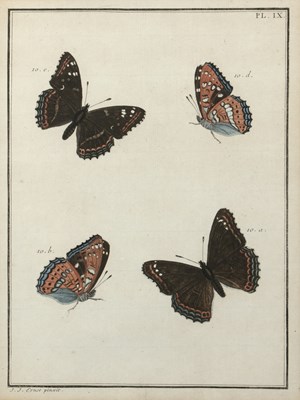 Lot 65 - Lepidoptera, four hand coloured butterfly...