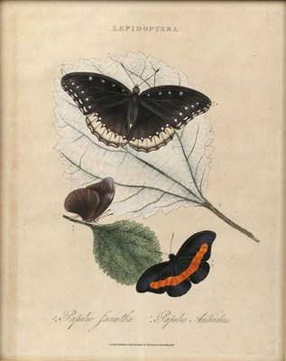 Lot 65 - Lepidoptera, four hand coloured butterfly...