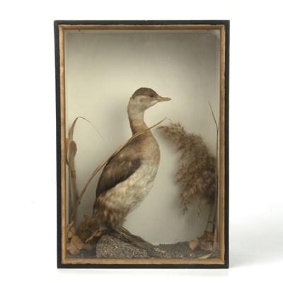 Lot 242 - A late Victorian taxidermic little grebe...