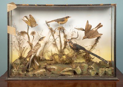 Lot 58 - A pair of taxidermy birds in display cases,...