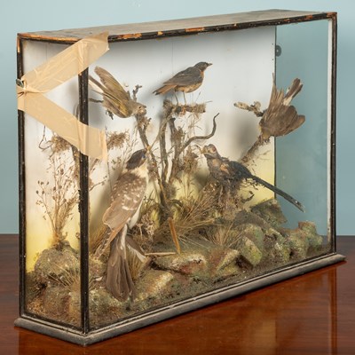 Lot 58 - A pair of taxidermy birds in display cases,...