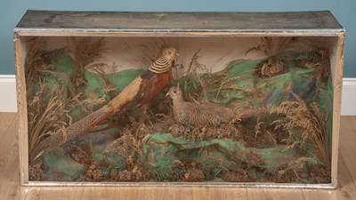Lot 58 - A pair of taxidermy birds in display cases,...