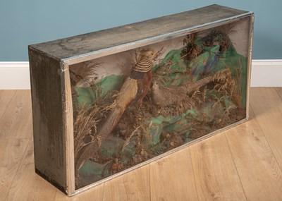 Lot 58 - A pair of taxidermy birds in display cases,...