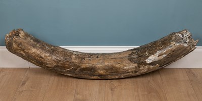 Lot 415 - A partially fossilised woolly mammoth tusk section