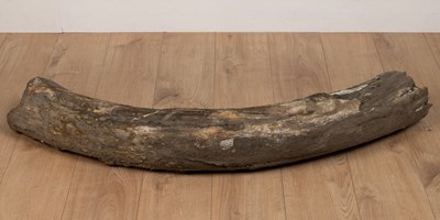 Lot 415 - A partially fossilised woolly mammoth tusk section