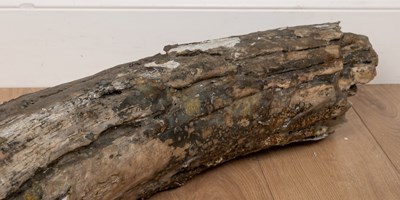 Lot 415 - A partially fossilised woolly mammoth tusk section