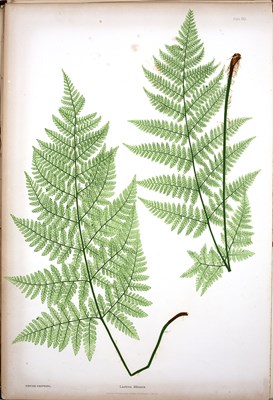 Lot 703 - Moore, (Thomas). The Ferns of Great Britain...