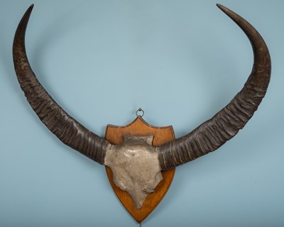 Lot 273 - A pair of bison horns on an oak mount (113cm...