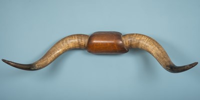 Lot 273 - A pair of bison horns on an oak mount (113cm...